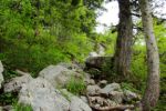 2014-07-05_Laengental-N-Hochweg (416). JPG